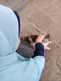 صورة المؤلف دينا علي